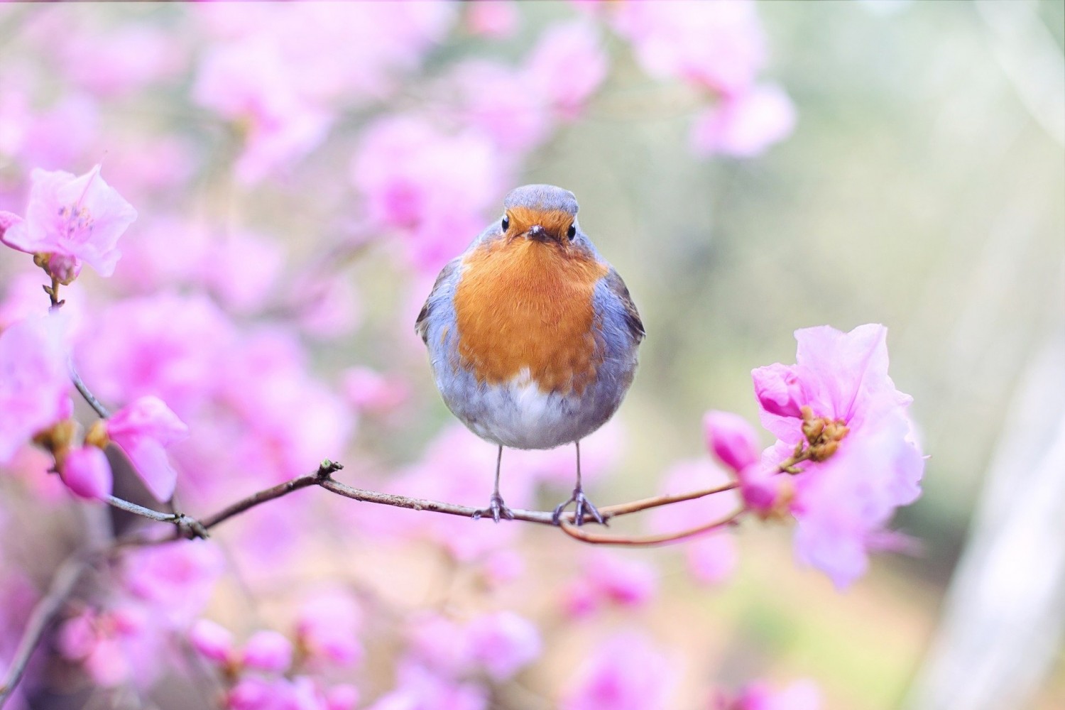 Frühstücksei Woche 14: Frühling!